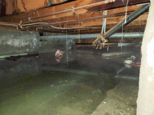 Best Water damage contractors near me  in St Clair, MI