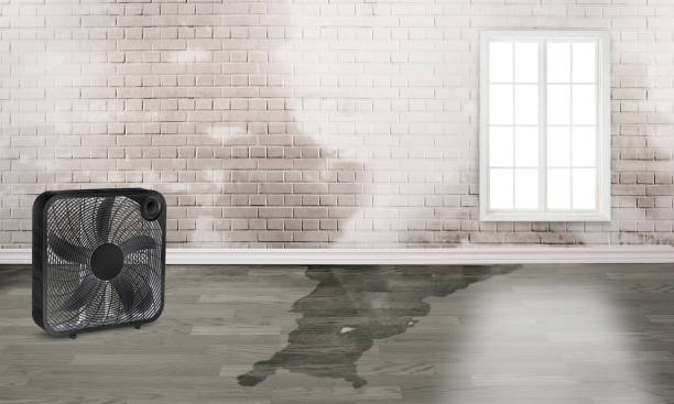 Best Water damage cleanup near me  in St Clair, MI